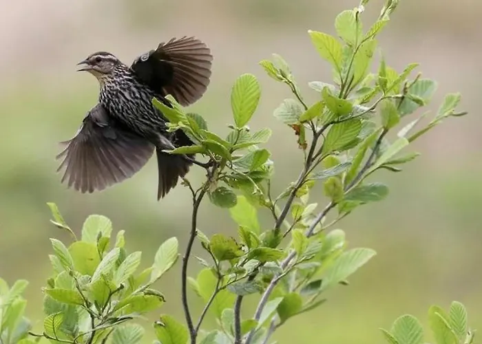 Lendina E Qete * Razëm